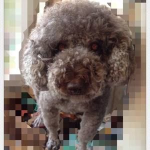 Meet your Posher, Zhao